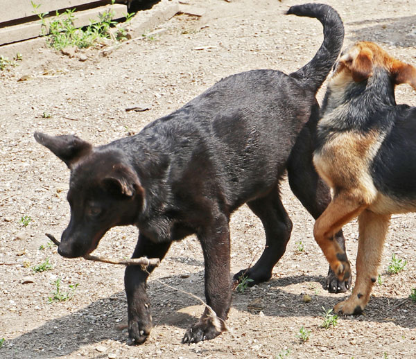 Mogli004