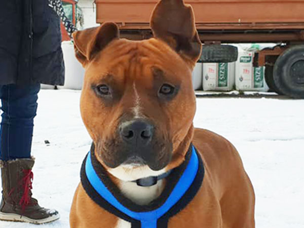 Tyson04