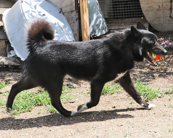 Wolfi0008
